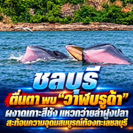 ชลบุรี-ตื่นตา พบ “วาฬบรูด้า” ผงาดเกาะสีชัง แหวกว่ายล่าฝูงปลา สะท้อนความอุดมสมบูรณ์ท้องทะเลชลบุรี