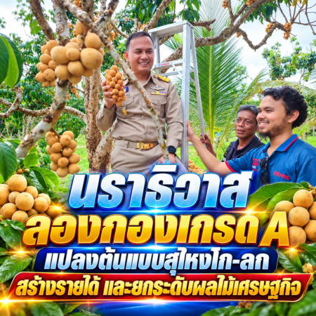 นราธิวาส-ลองกองเกรด A แปลงต้นแบบสุไหงโก-ลก สร้างรายได้ และยกระดับผลไม้เศรษฐกิจ