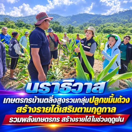 นราธิวาส-เกษตรกรบ้านตลิ่งสูงรวมกลุ่มปลูกขมิ้นด้วง สร้างรายได้เสริมตามฤดูกาลรวมพลังเกษตรกร สร้างรายได้ในช่วงฤดูฝน